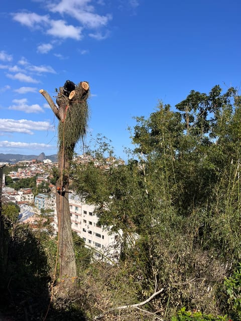 Poda e supressão